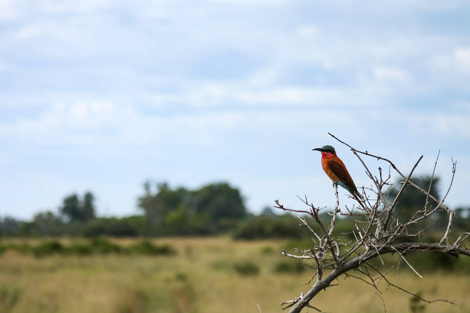 From Eyeroll to Obsession: Why Birds Deserve a Spot on Your Safari Bucket List
